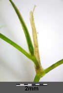 Image of Hairlike Pondweed