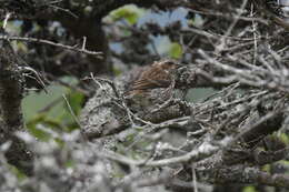 Image of Purple Finch