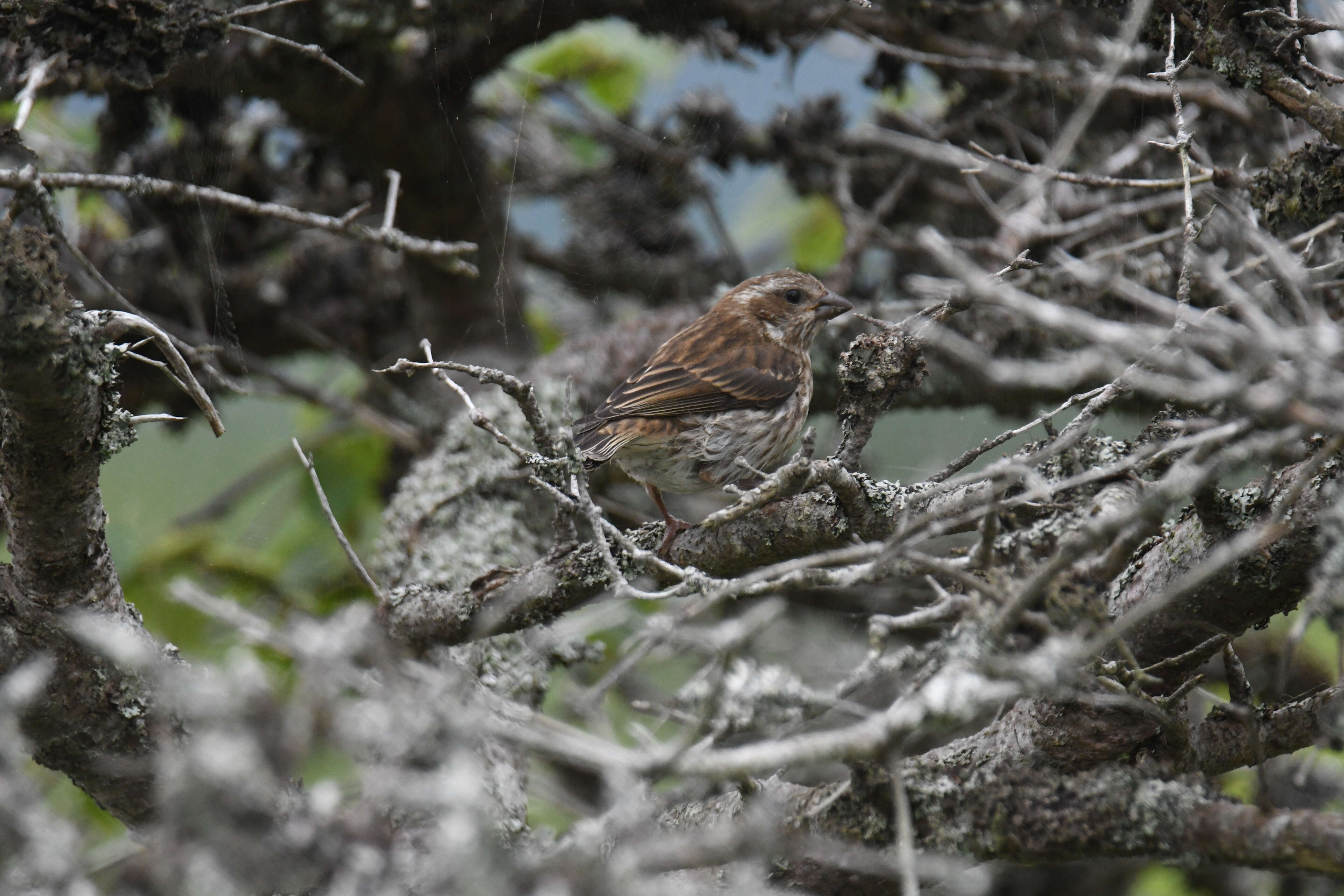 Image of Purple Finch