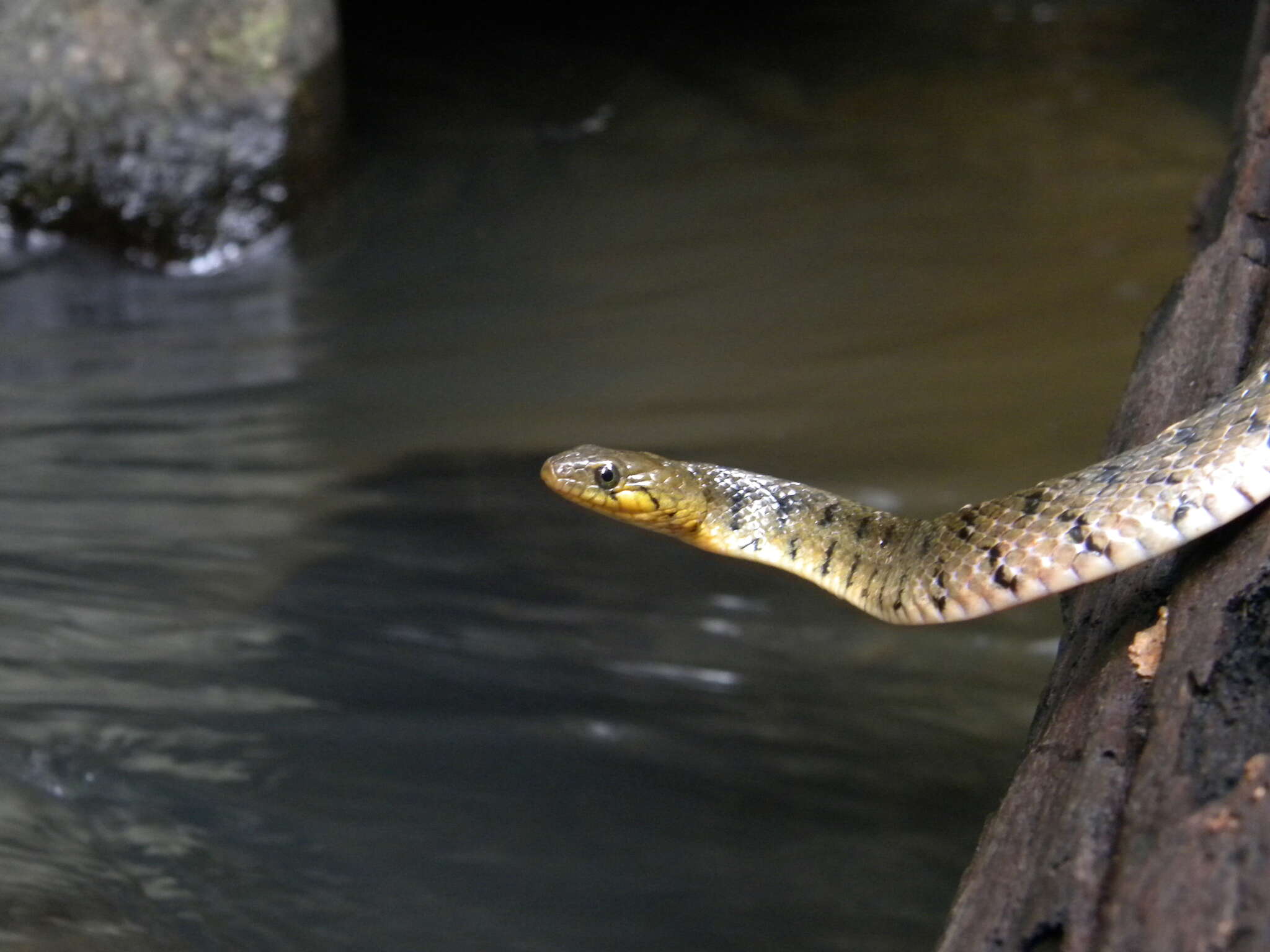 Image of Checkered Keelback Snake