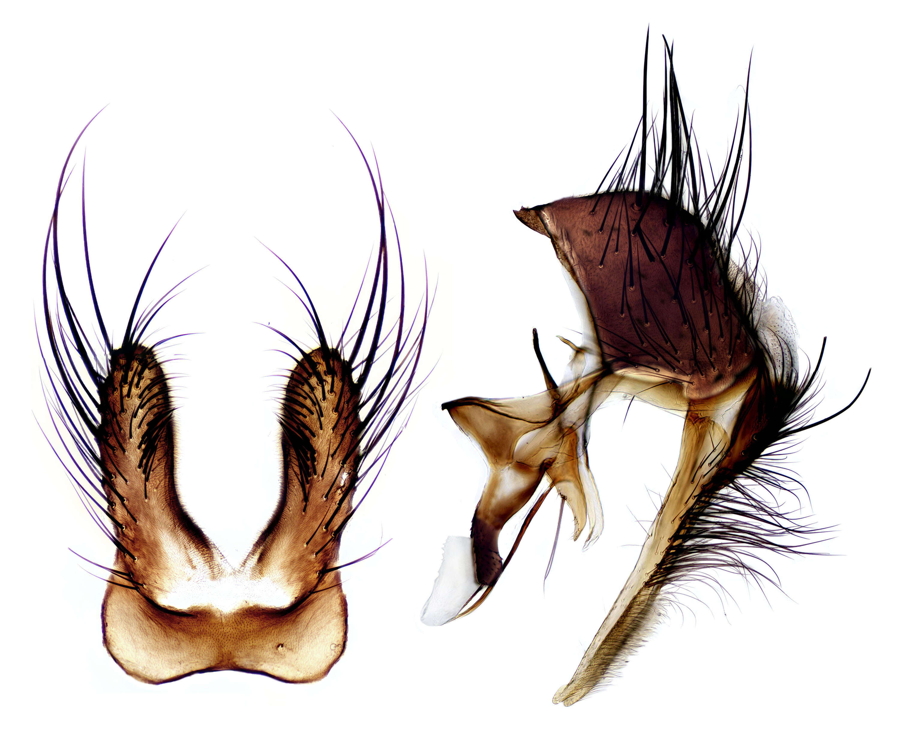 Image of root-maggot flies