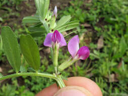 Image of Common Vetch