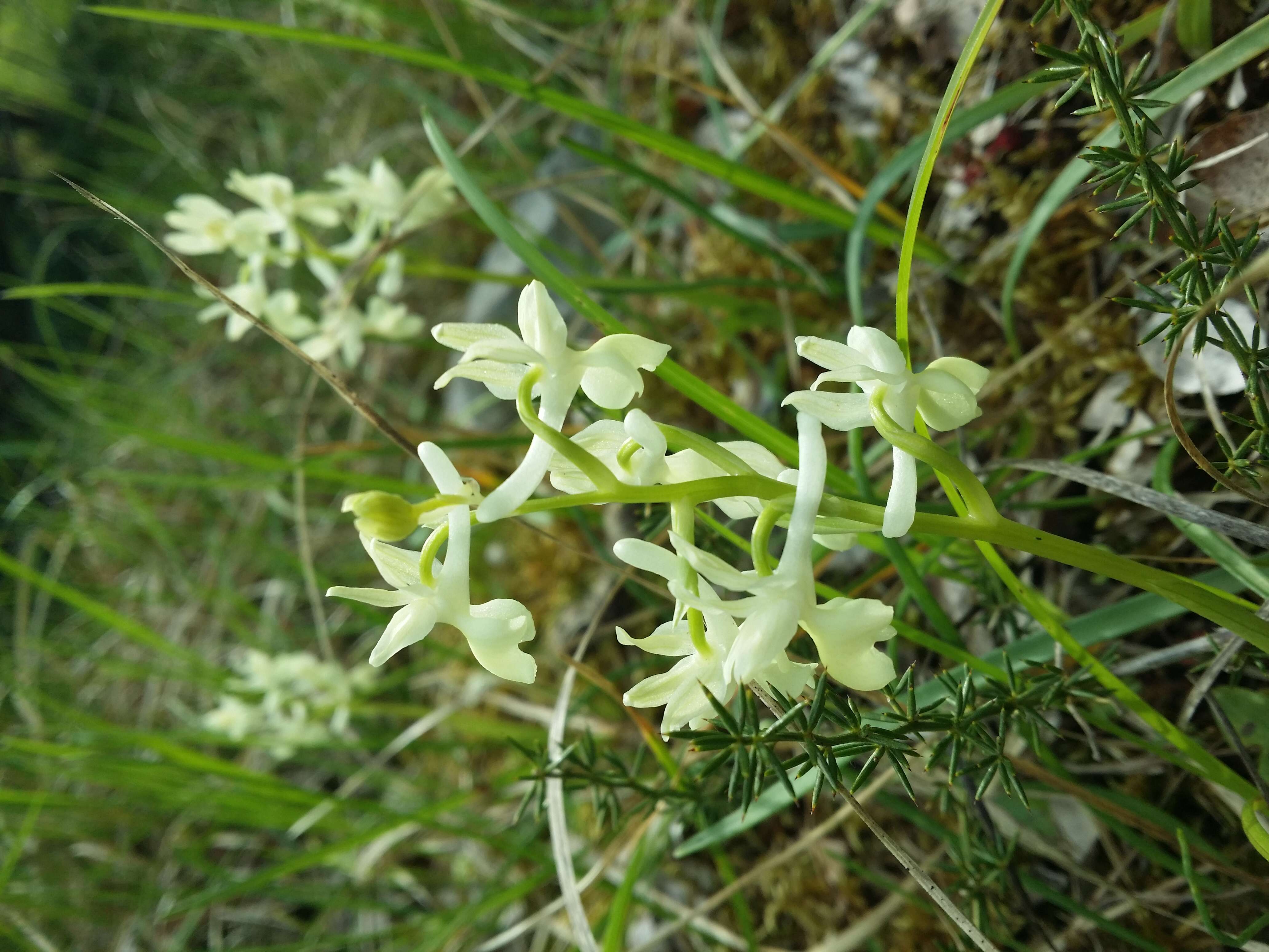 صورة Orchis provincialis Balb. ex Lam. & DC.