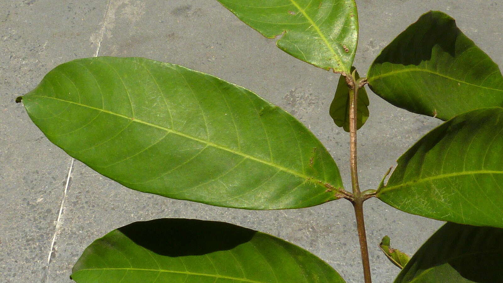 Image of American muskwood