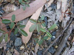 Image of Desmodium varians (Labill.) G. Don