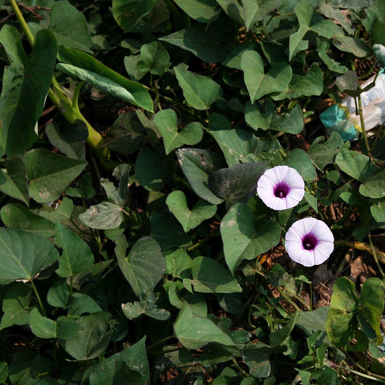 Image of sweet potato