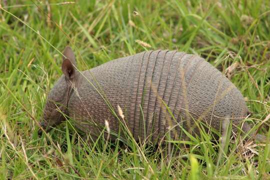 Image of Brazilian Lesser Long-nosed Armadillo