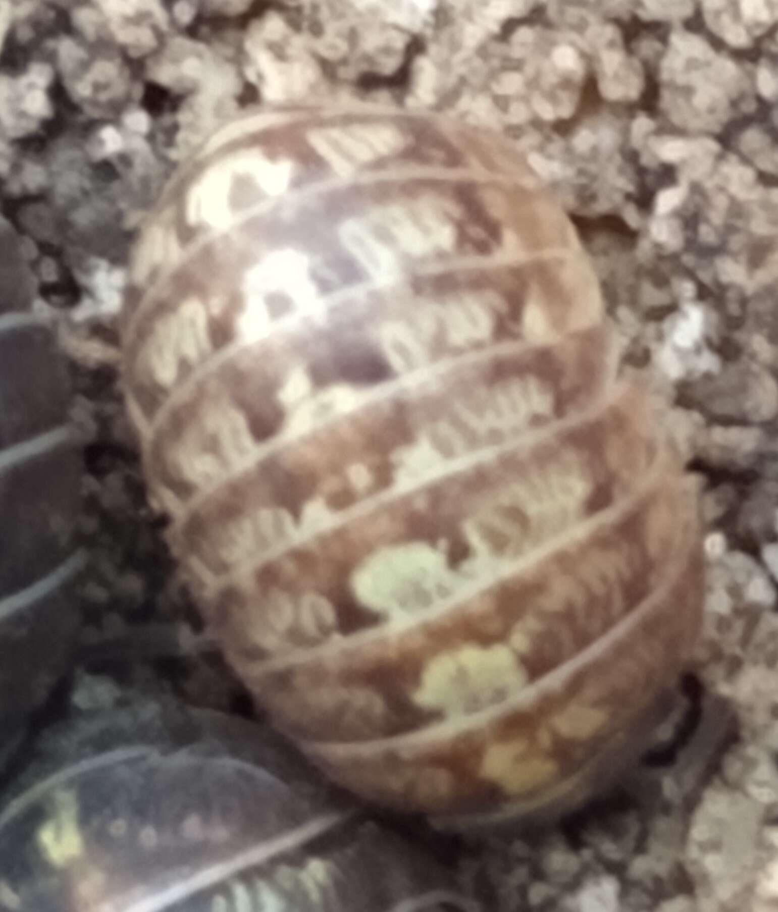 Image of Pill woodlouse