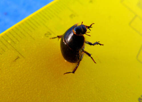 Image of Globose Dune Beetle