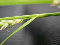 Image of Carex miyabei Franch.