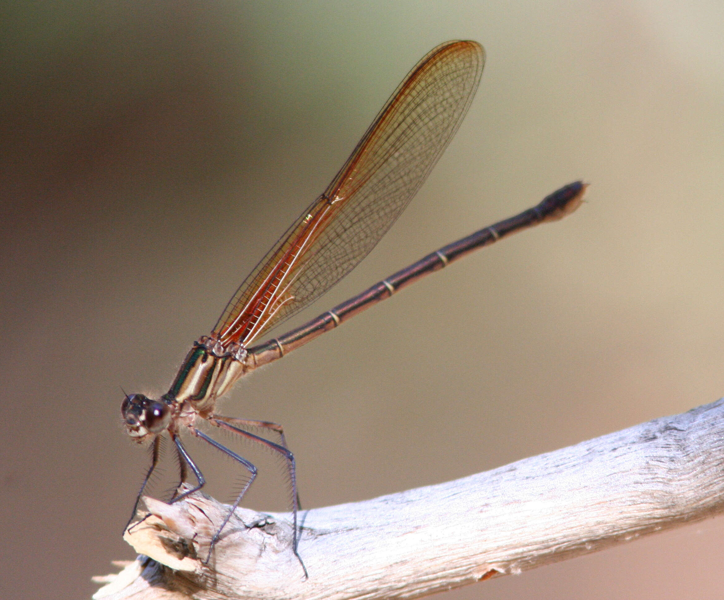 Imagem de Hetaerina vulnerata Hagen ex Selys 1853