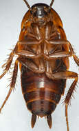 Image of American Wood Cockroach