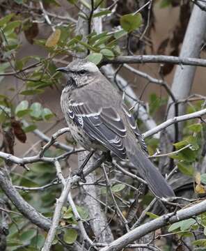 Image of Chilean Mockingbird