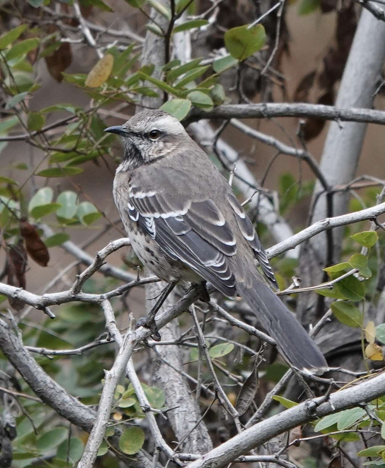 Image of Chilean Mockingbird