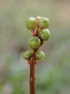 Image of greenflowered wintergreen