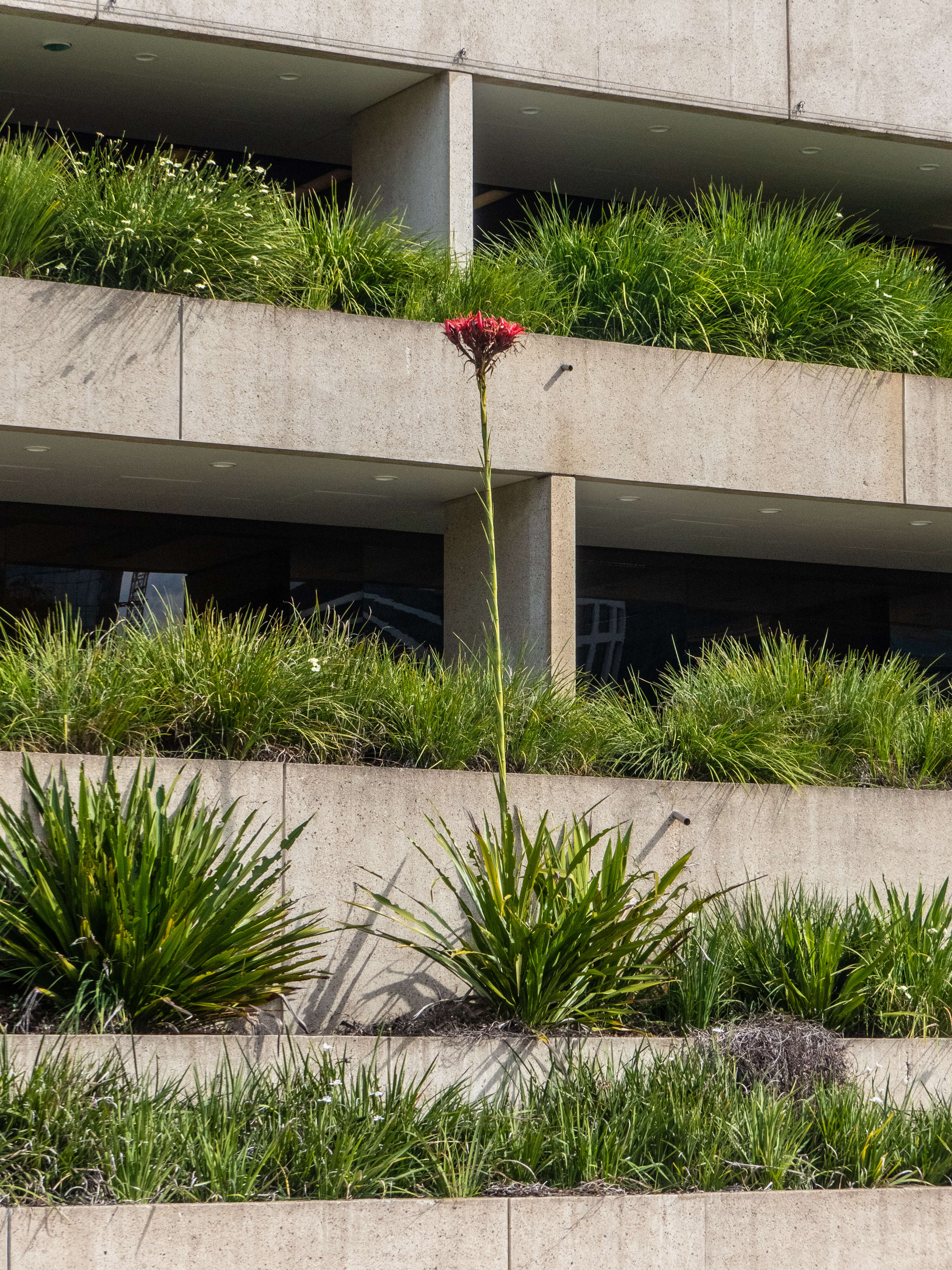 Doryanthes excelsa Corrêa resmi