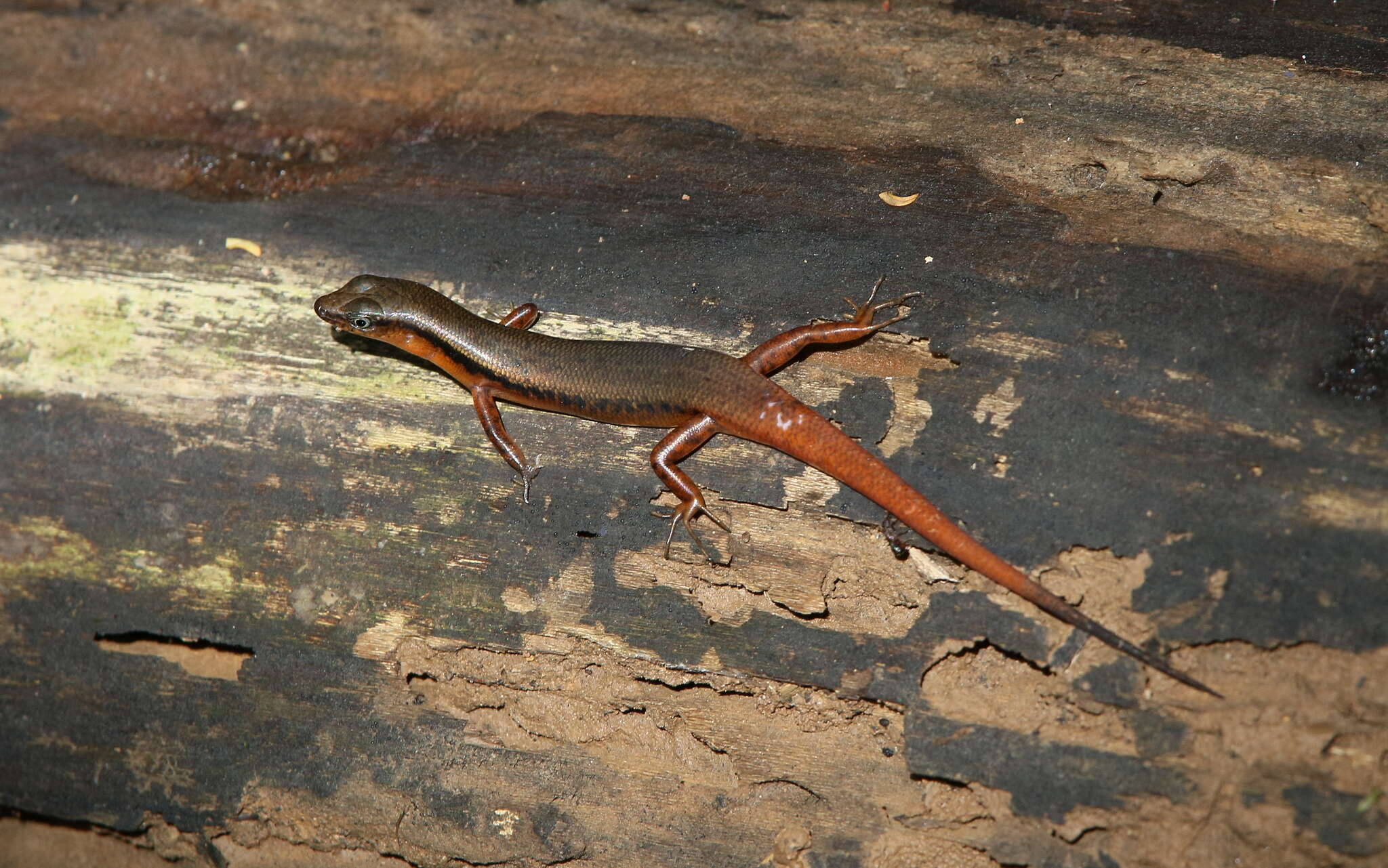 Plancia ëd Scincella rufocaudata (Darevsky & Nguyen Van Sang 1983)