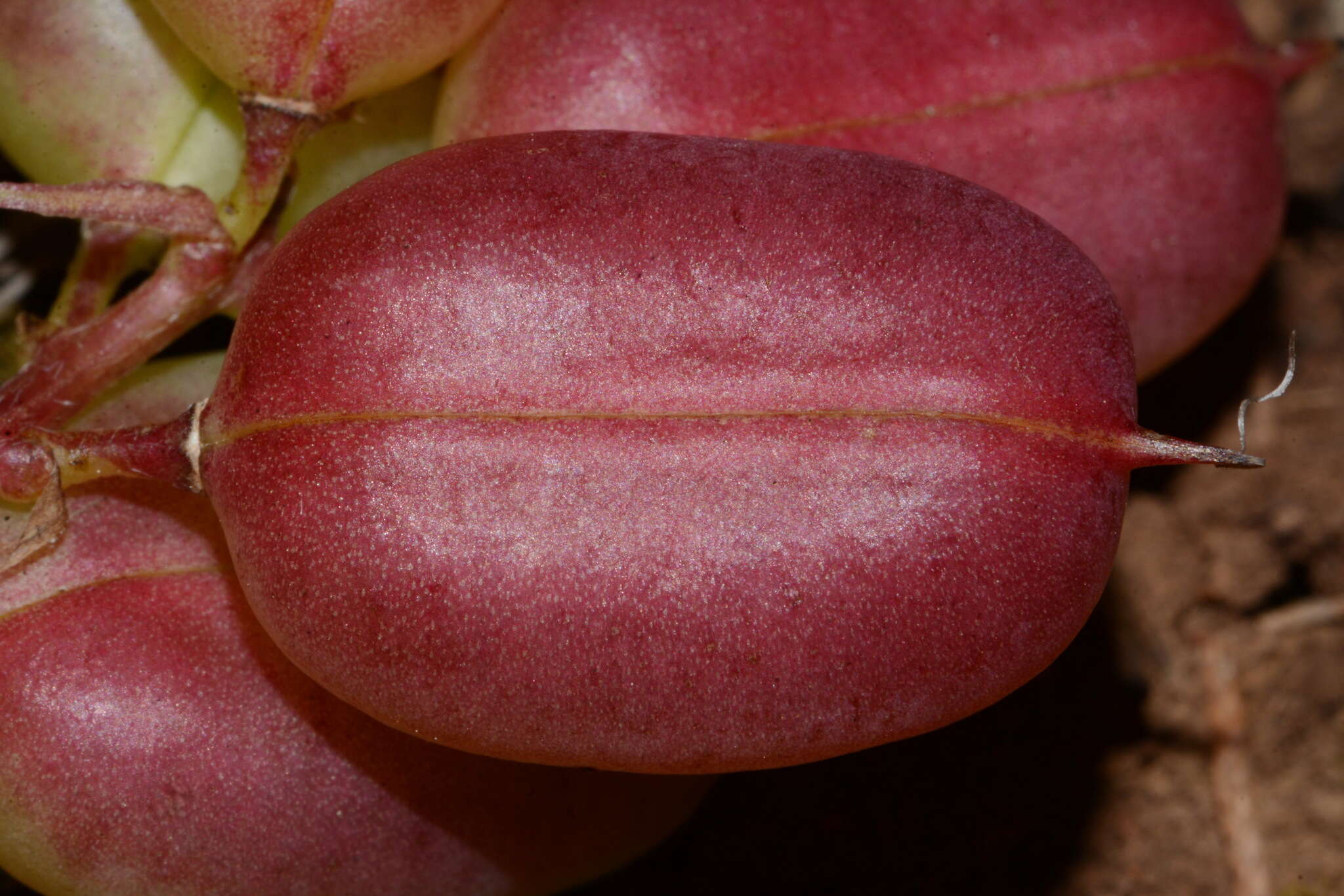 صورة Astragalus bibullatus Barneby & E. L. Bridges