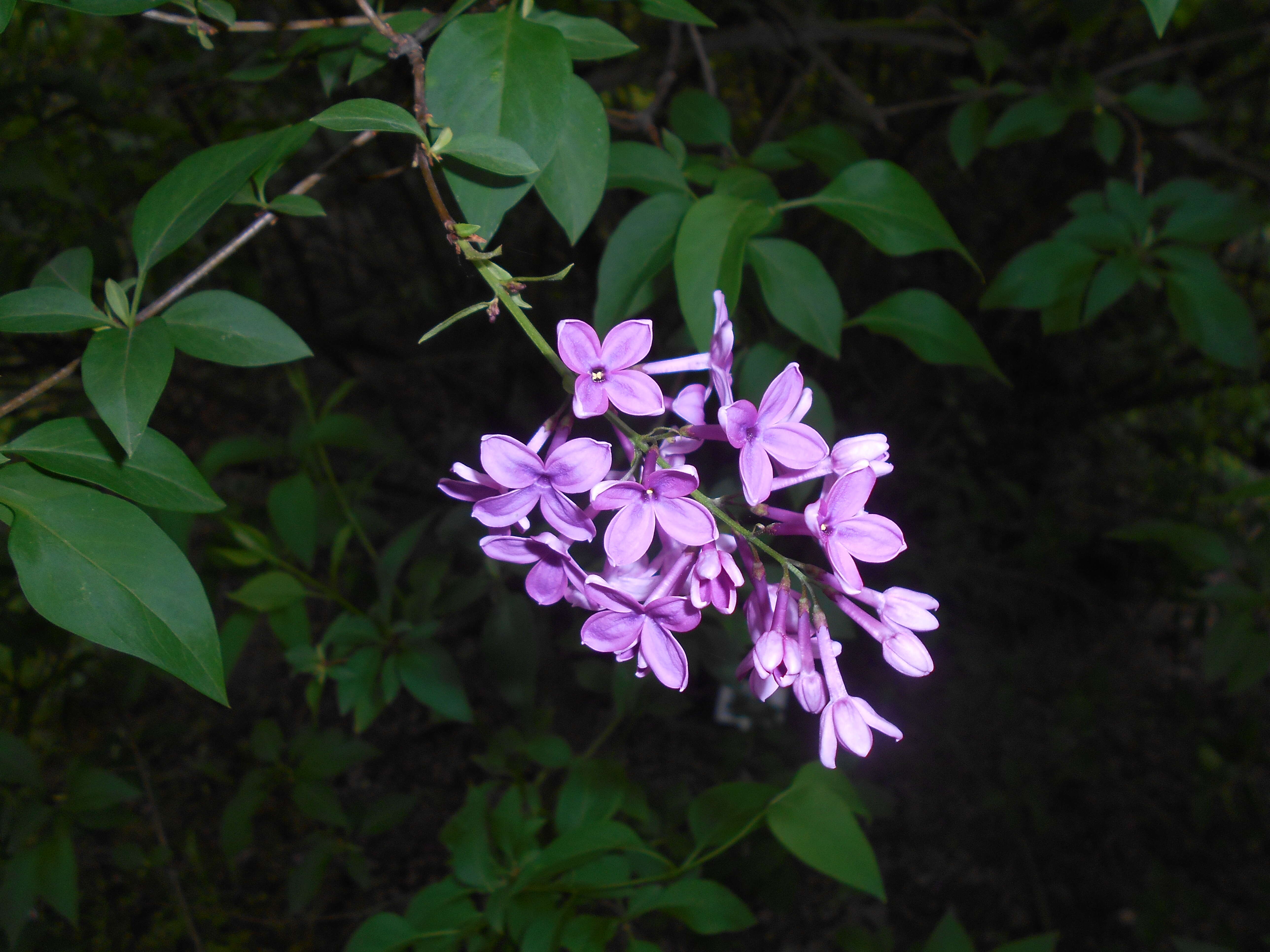 Image de Syringa chinensis Willd.