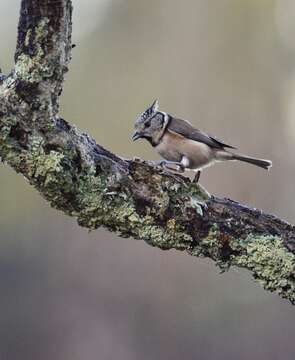 Image of Lophophanes Kaup 1829