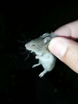 Image of Southern Pygmy Mouse