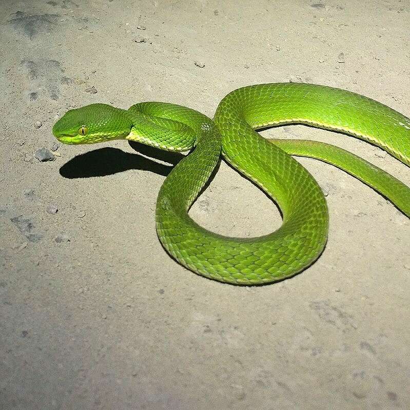 Image of Nepal pitviper