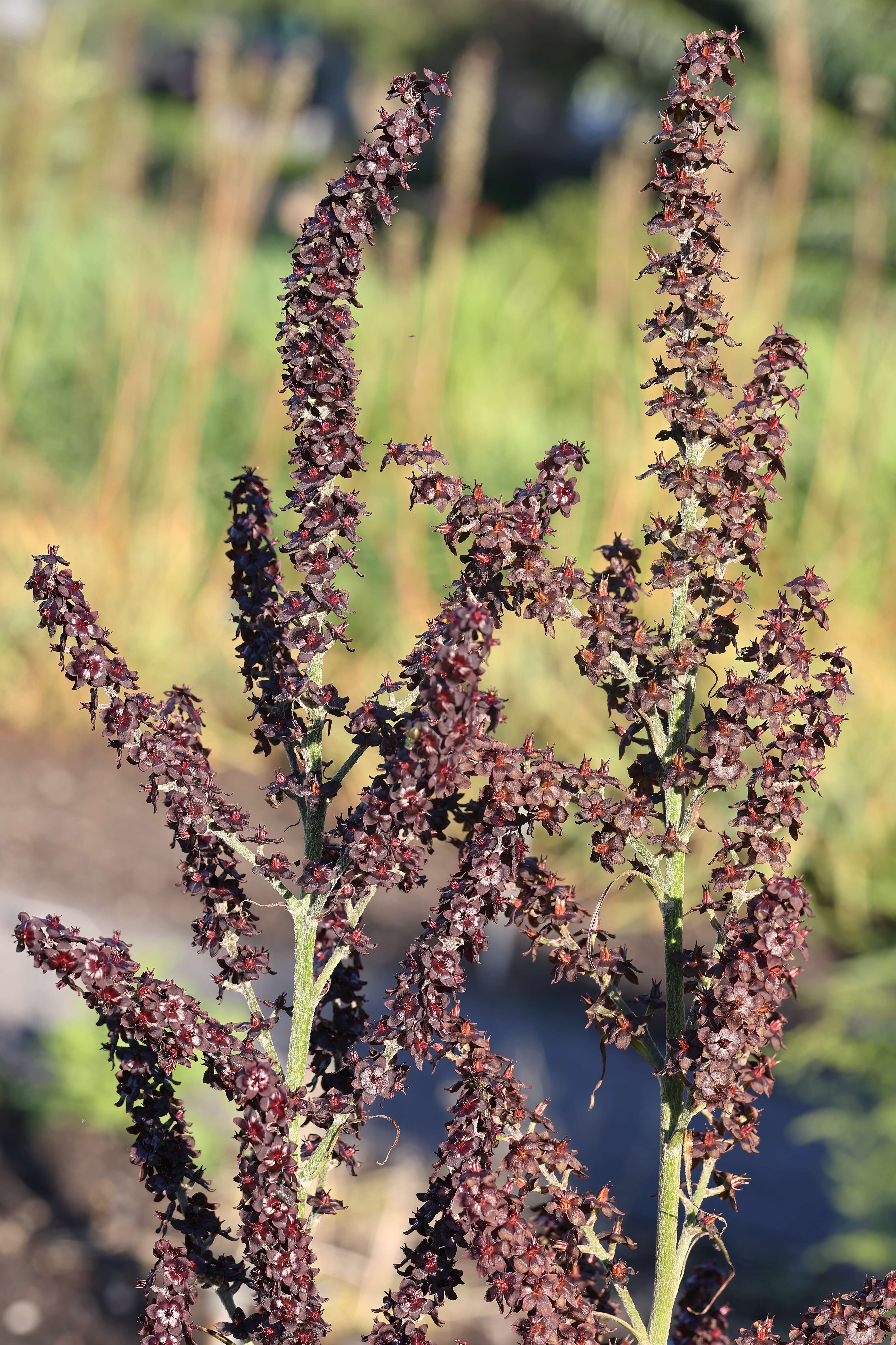 Image of black false hellebore