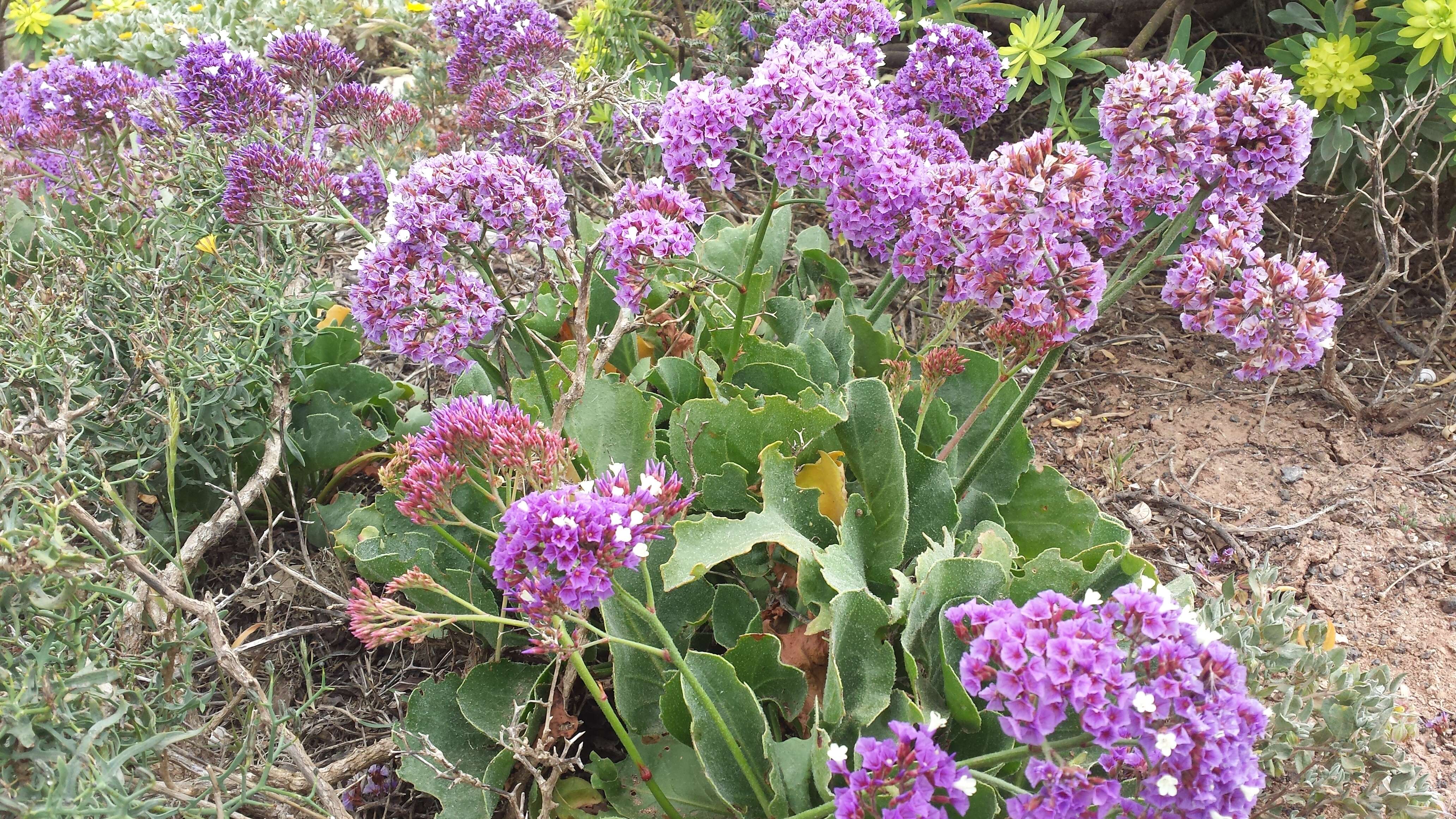 Image of Limonium puberulum (Webb) O. Kuntze