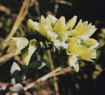 Imagem de Dudleya guadalupensis Moran