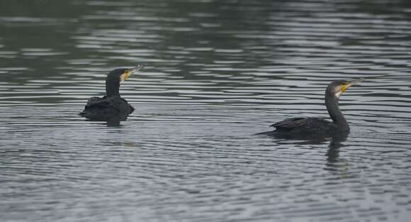 Image of Black Shag