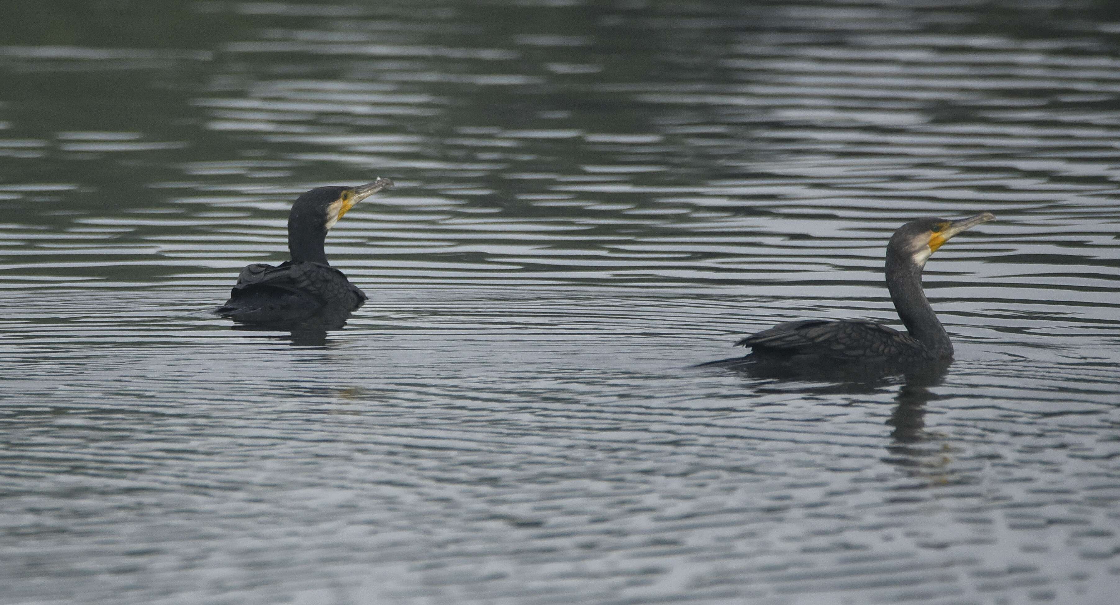 Image of Black Shag