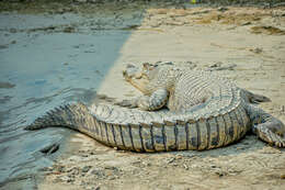 Image of Crocodilia