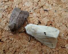 Spilosoma lutea Hüfnagel 1766 resmi