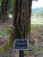 Image of Callerya atropurpurea (Wall.) Schot