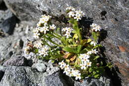 Image de Myosotis lyallii Hook. fil.