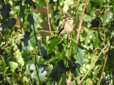 Image of Whinchat