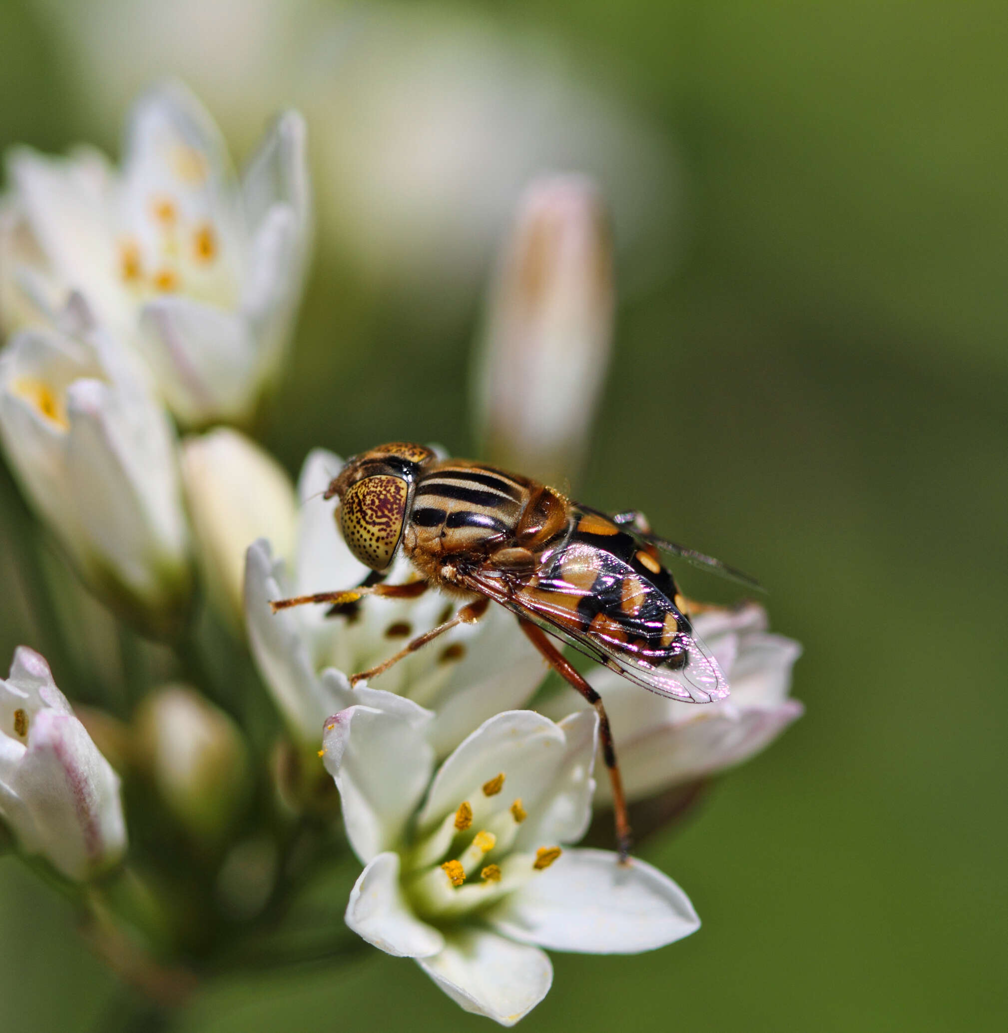 صورة Eristalinus punctulatus (Macquart 1847)