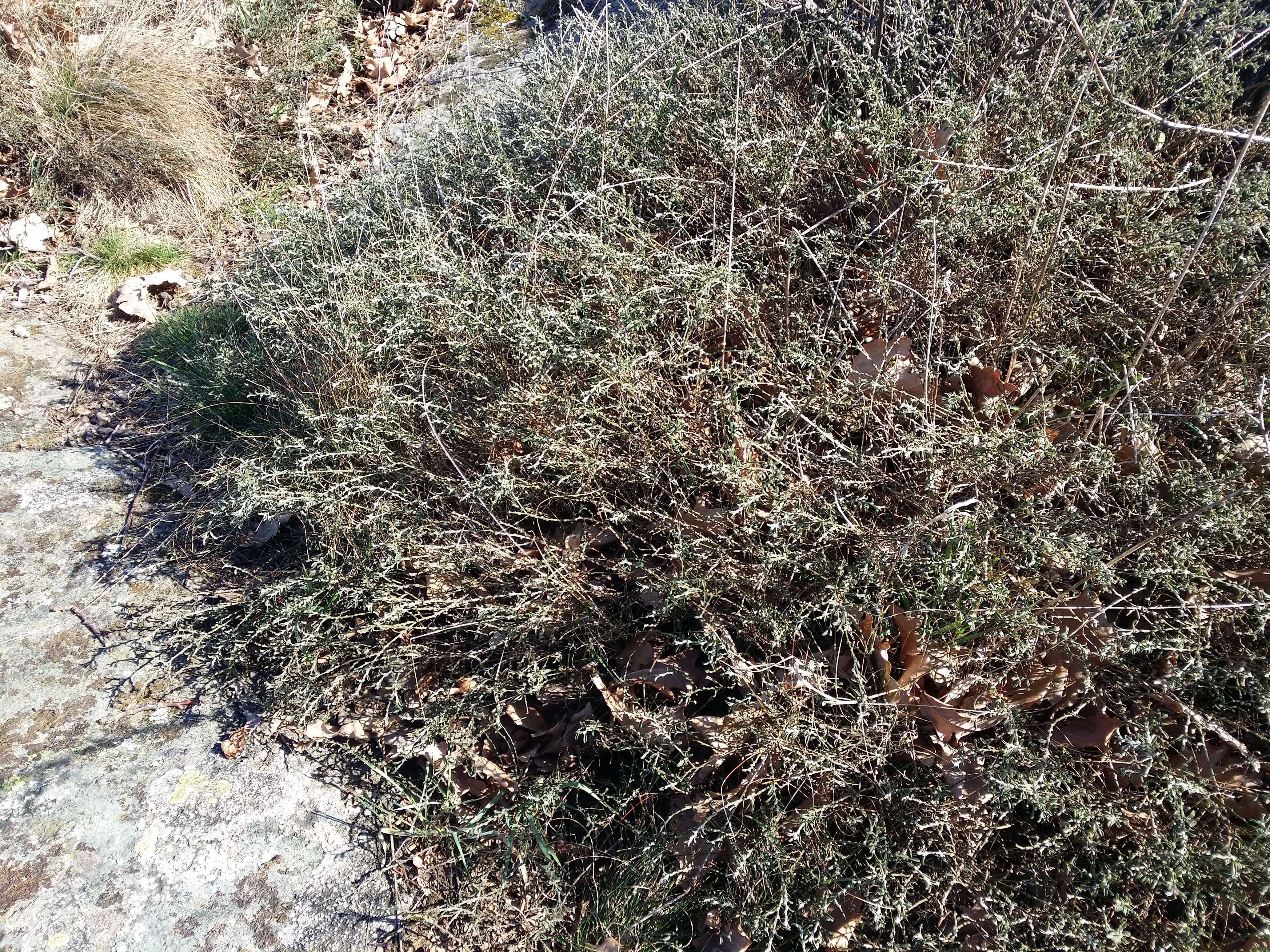 Imagem de Genista pilosa L.