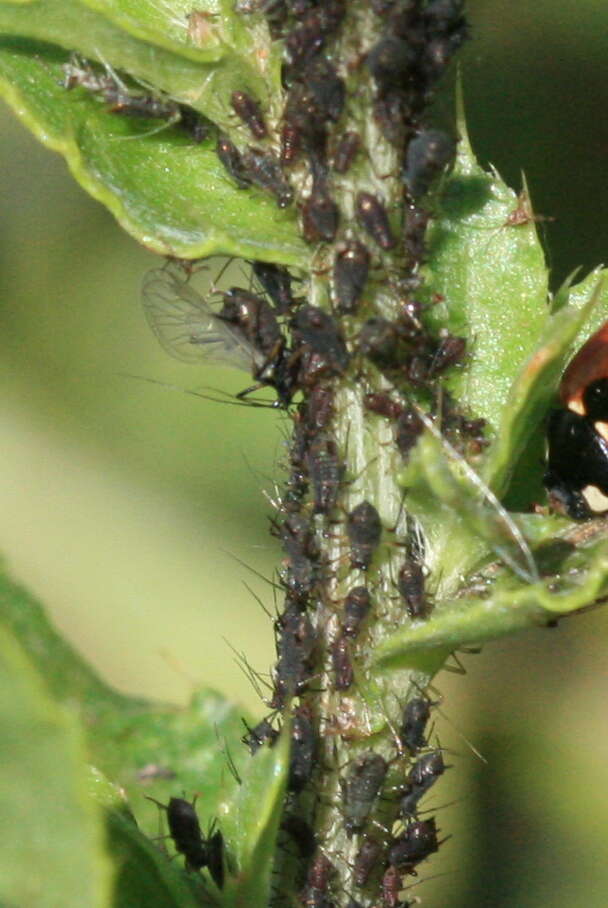 Image of Large Thistle Aphid