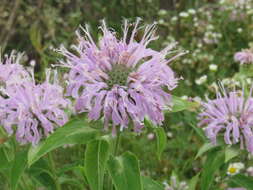 Image of wild bergamot