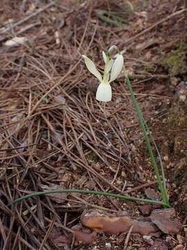 Image of Narcissus cernuus