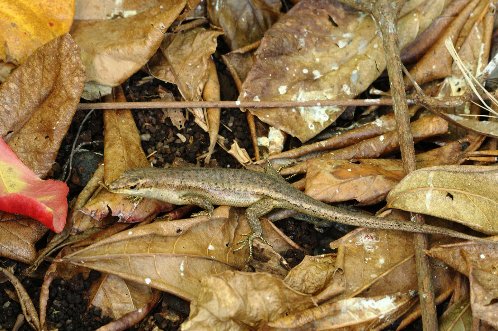 Image of Seychelles skink