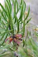 Image of Melaleuca pachystachya (Benth.) Craven & R. D. Edwards