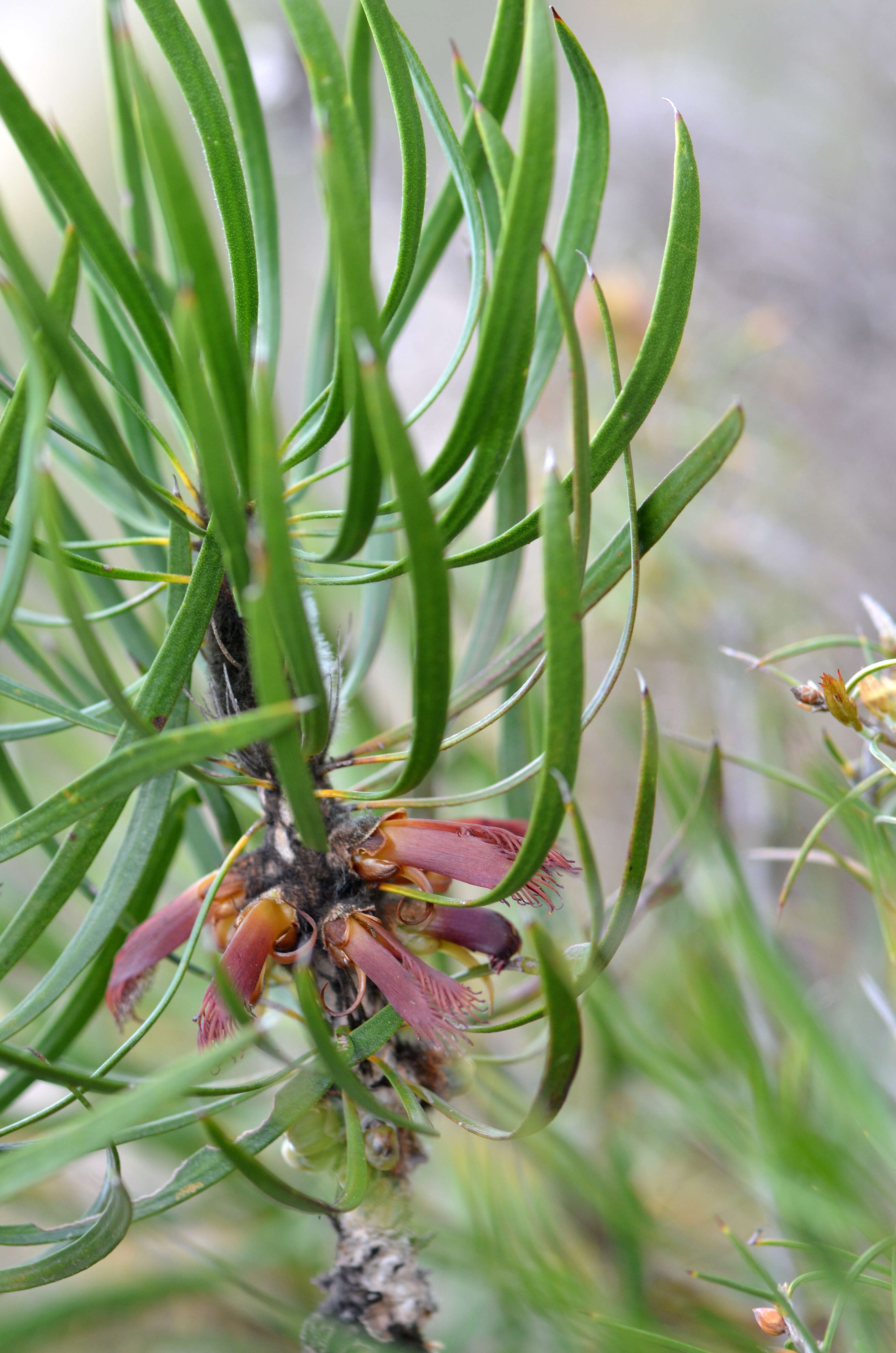 صورة Melaleuca pachystachya (Benth.) Craven & R. D. Edwards