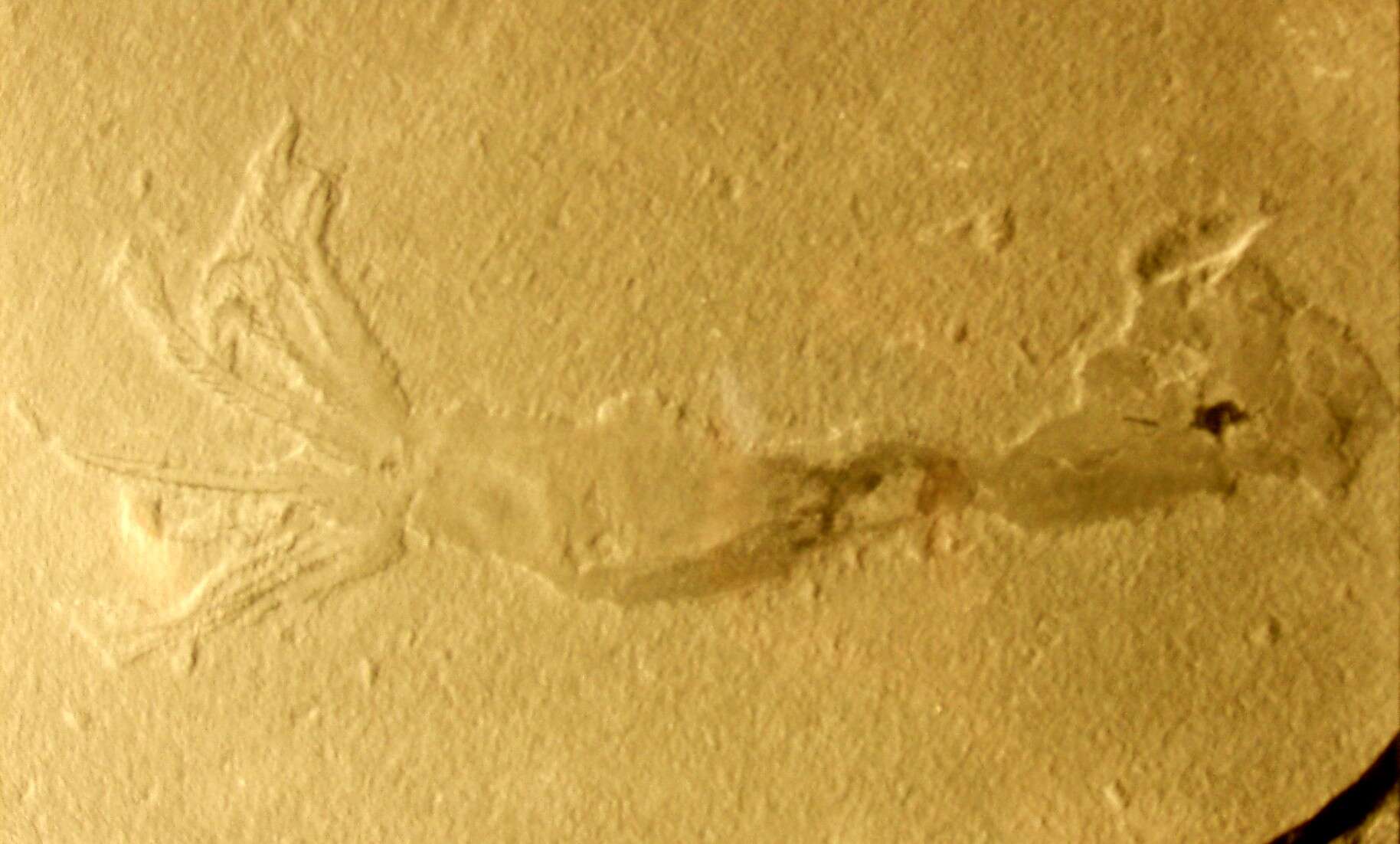 Image of Ostenoteuthidae