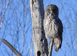 Image of Great Gray Owl