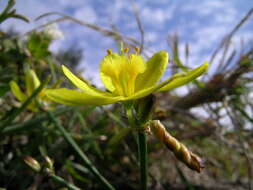 Image of Tricoryne elatior R. Br.