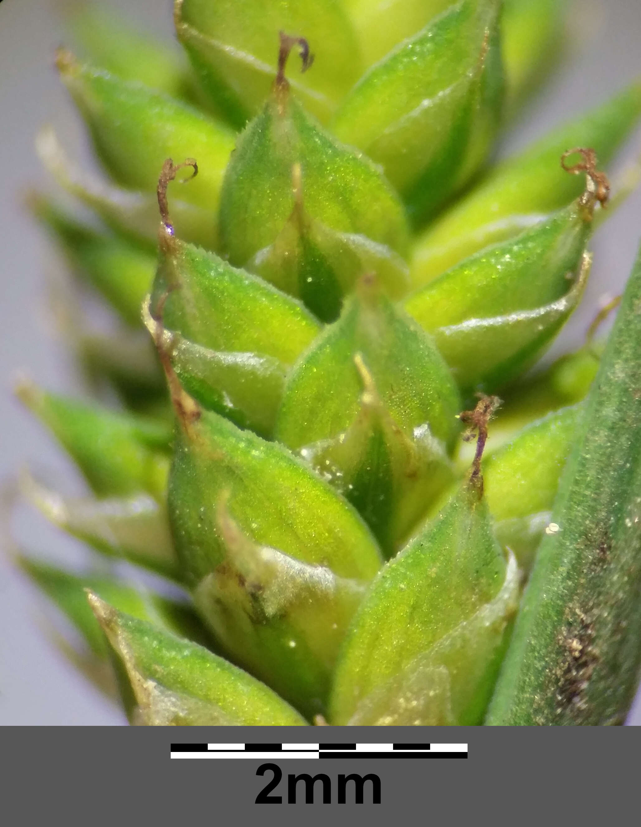 Image of Gray Bog Sedge