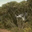 Image of Eucalyptus rugosa R. Br. ex Blakely