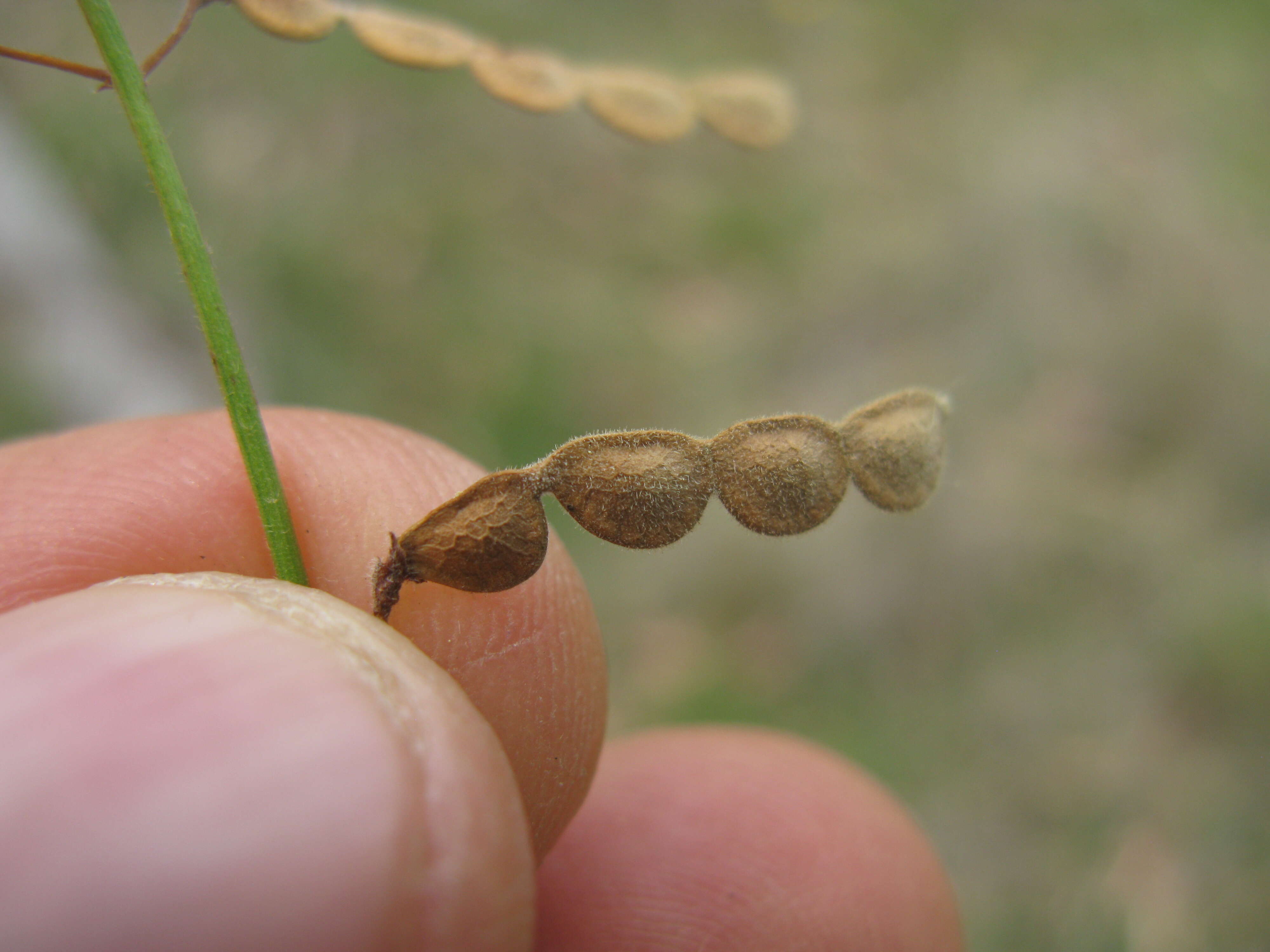 Image of Desmodium varians (Labill.) G. Don